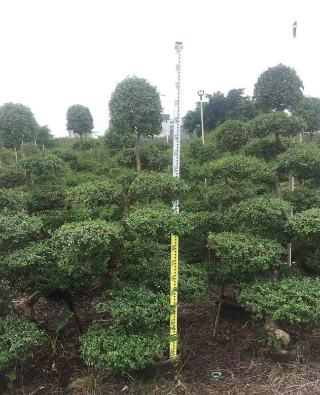 Carmona microphylla