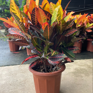 Codiaeum variegatum(RED )