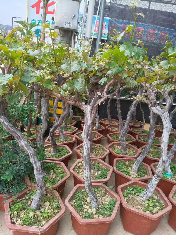 Grape trees, Vitis vinifera L.
