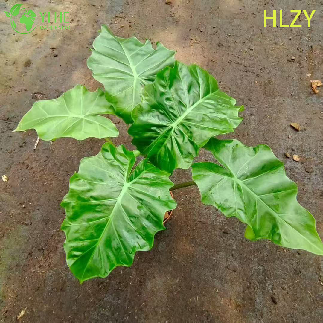 Calathea Seedlings Packing and Greenhouse Management