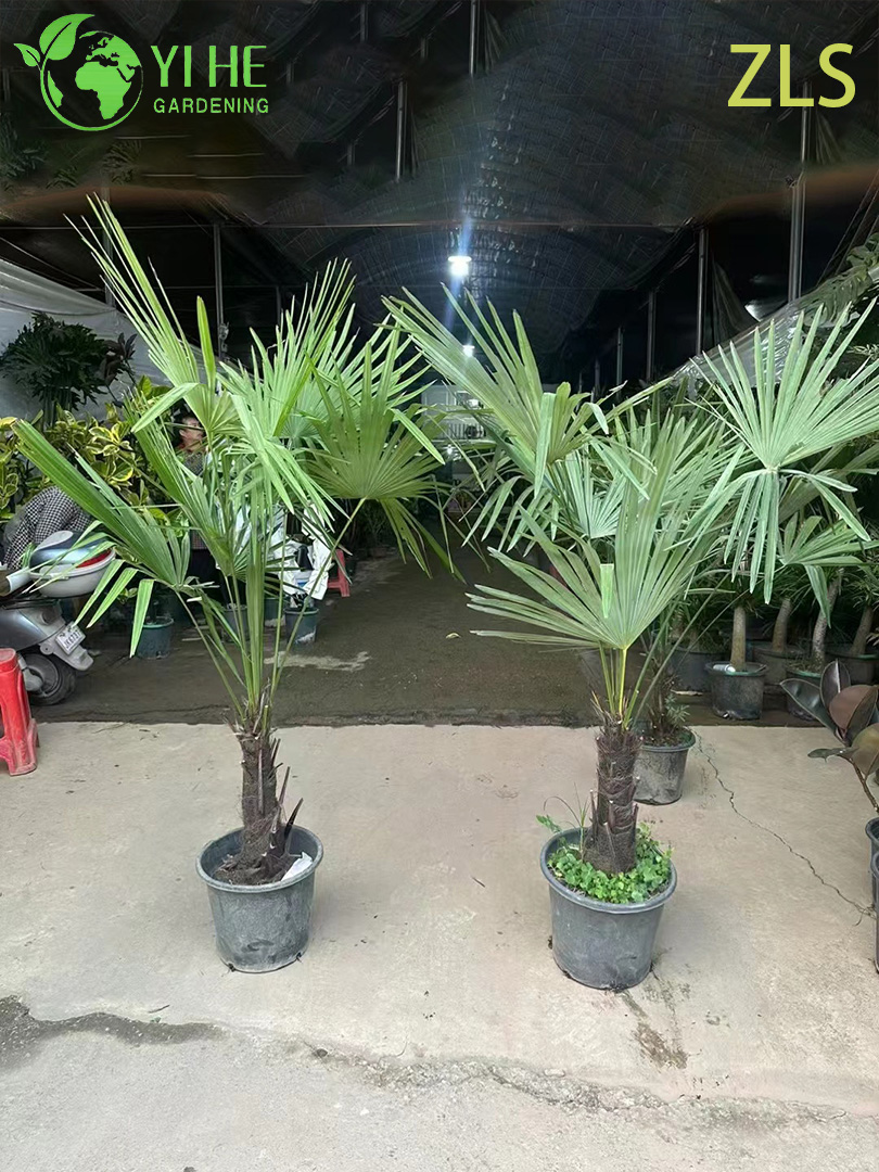 Commercial palm tree spacing layout and installation