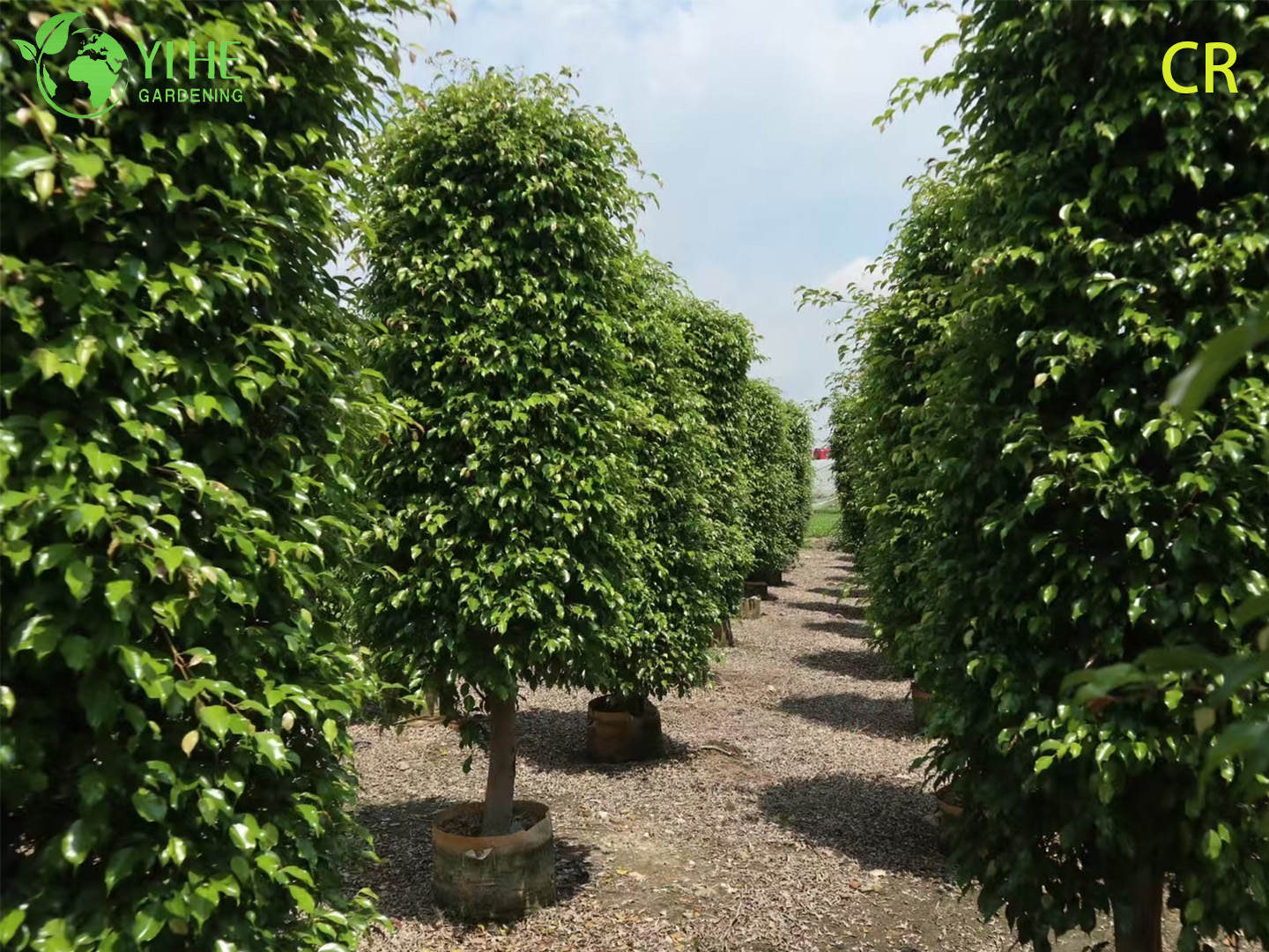Gro&szlig;handel mit Ficus Benjamina – zum Aufh&auml;ngen im Innen- und Au&szlig;enbereich