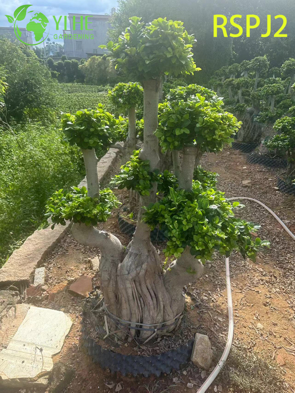 Thick Woven Trunk Tall Artistic Ficus tree A Live Indoor Floor Plant Bonsai