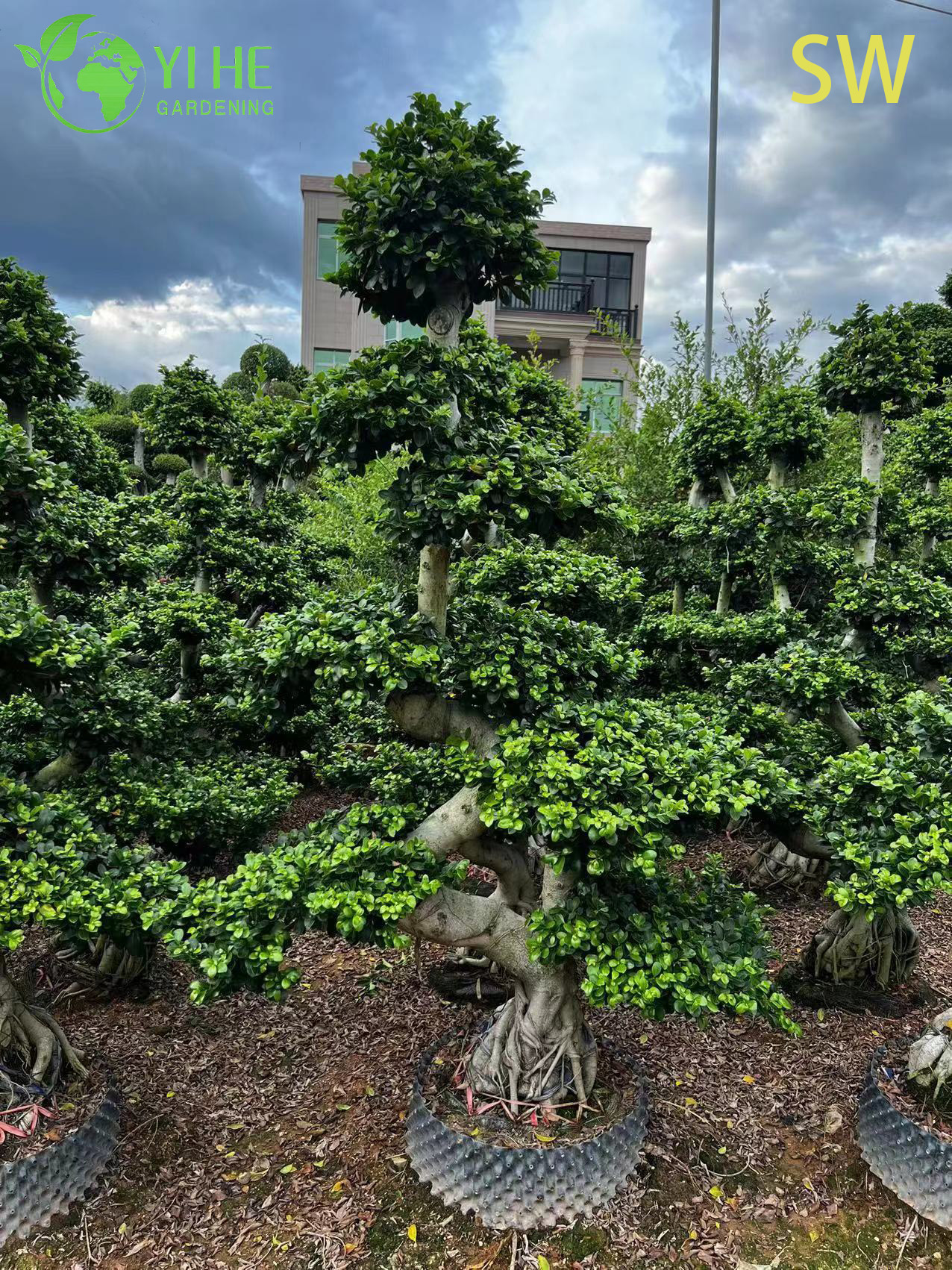 Ficus S Shape