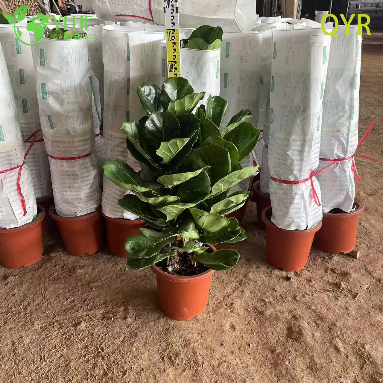 Ficus Lyrata light requirements and indoor placement guide