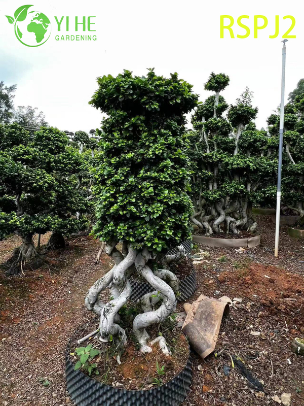 Thick Woven Trunk Tall Artistic Ficus tree A Live Indoor Floor Plant Bonsai