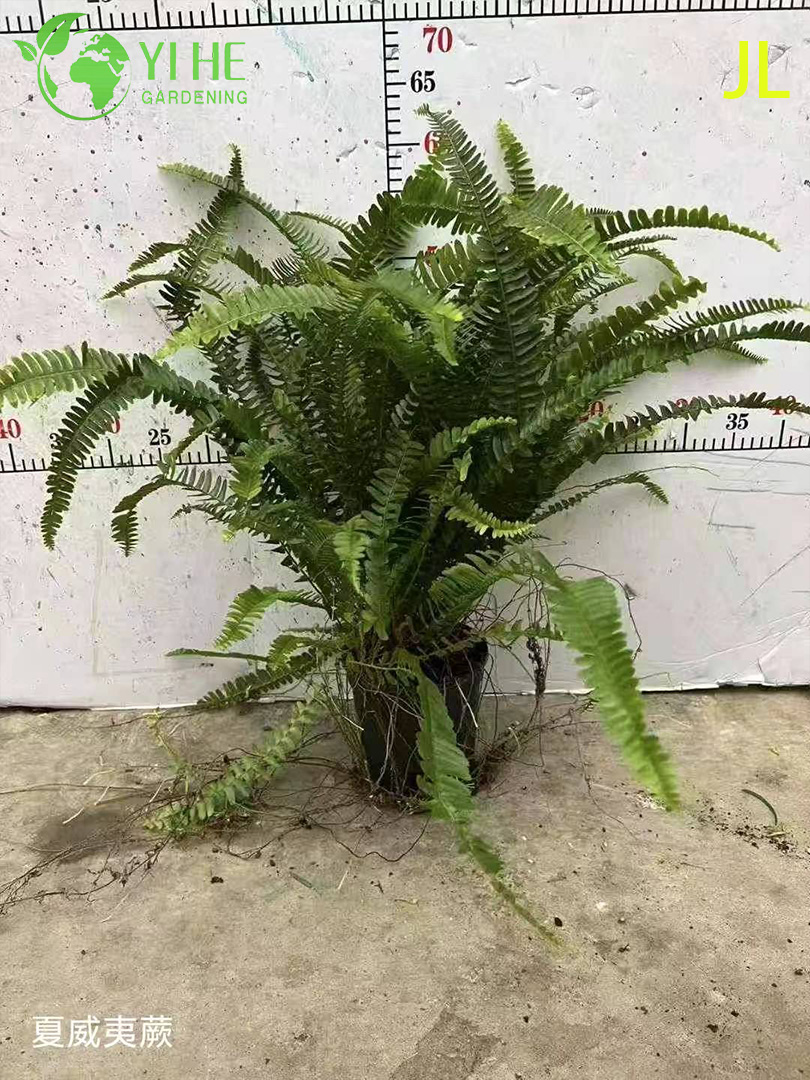 Commercial fern recovery and humidity management facility
