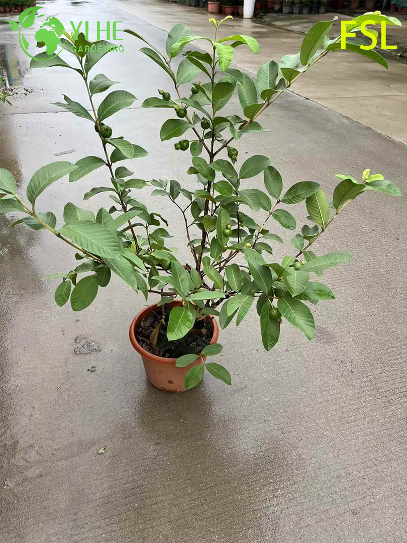 Guava tree transport containers