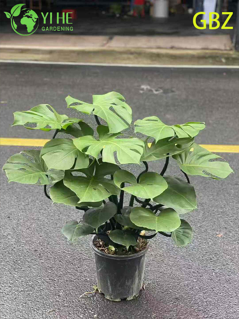 Retail indoor plant assortment display