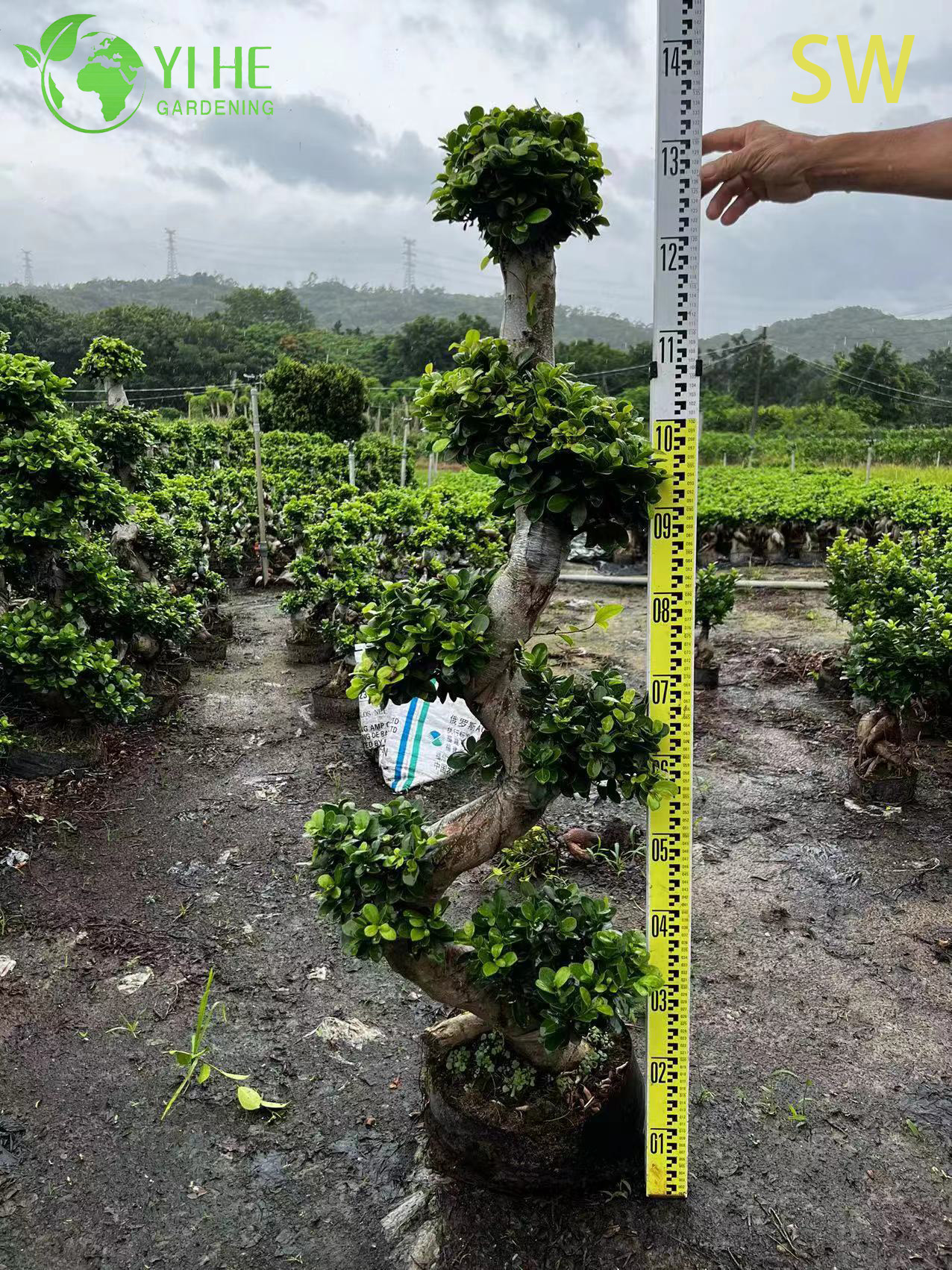 Ficus S Shape
