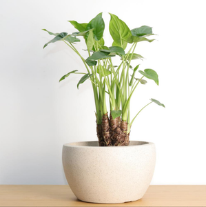 Cement Flower Pot