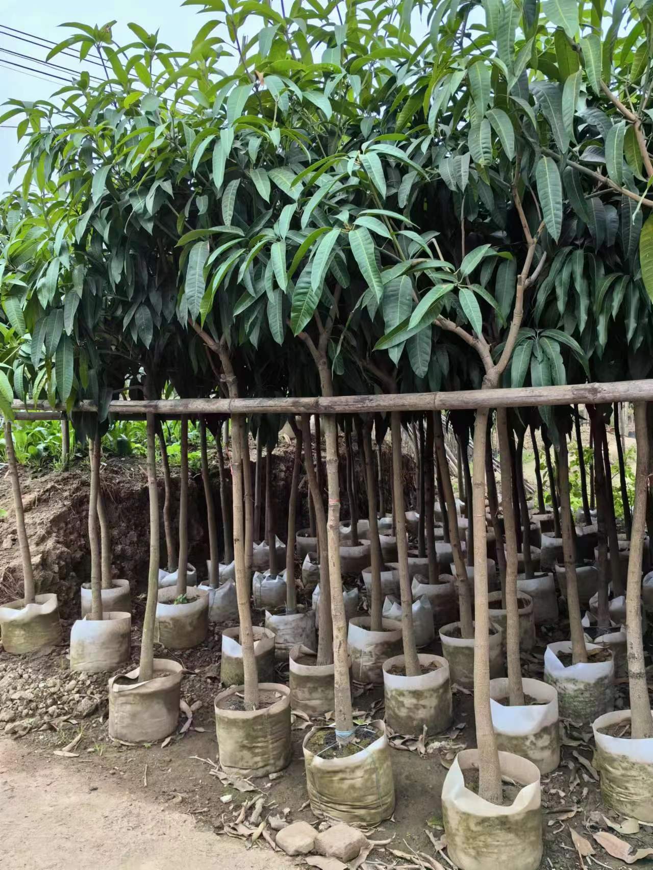 Tropical fruit tree landscaping